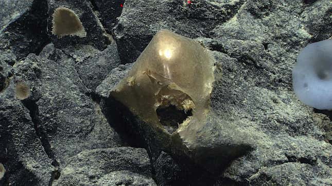 تم العثور على العينة المجهولة في قاع البحر في 30 أغسطس.
