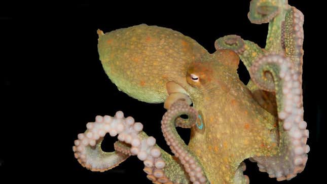 An octopus. 