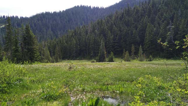 A bog in British Columbia where the research was conducted.