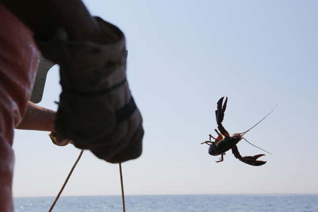 DATE IMPORTED:August 25, 2013Lobsterman Steve Train tosses a lobster back into the sea while hauling traps in his boat "Wild Irish Rose" in the waters off Cape Elizabeth, Maine August 21, 2013. Lobster populations in Maine are booming like never before. The number of lobster processing plants in the state has more than tripled, from 5 in 2010 to 16 last year. Picture taken August 21, 2013. To match Feature USA-LOBSTER/REUTERS/Brian Snyder