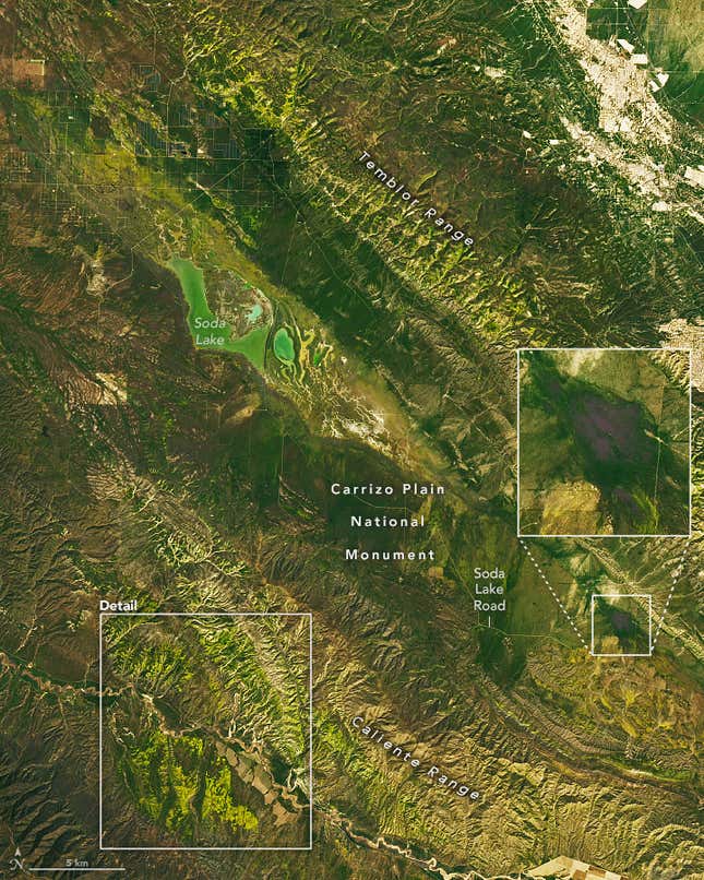 Wildflowers seen from space on April 6, 2023. 