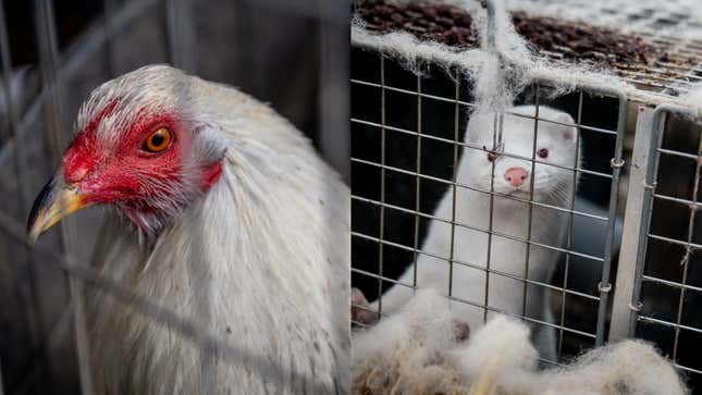 Side by side photos of chicken and mink in cages