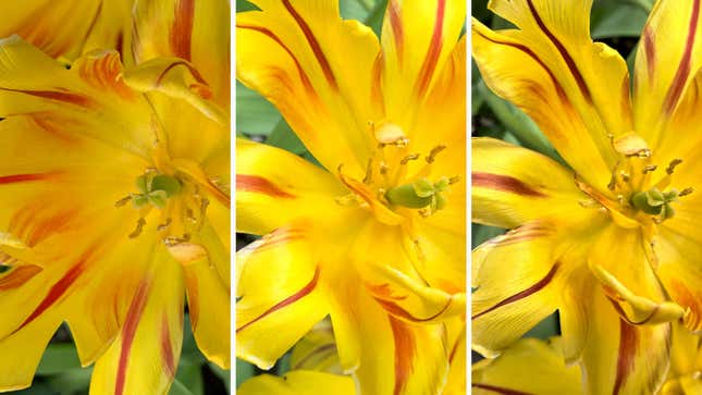 Image for article titled Nokia’s five-camera smartphone isn’t just a gimmick