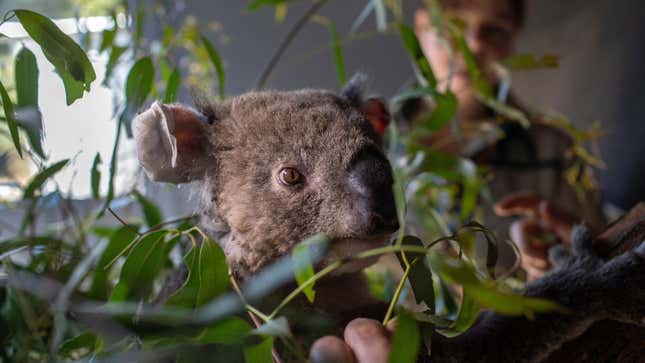 Koala Frankie, whose ears and fingers were burned in a bushfire eats eucalyptus leaves at the Australian Wildlife Health Center on January 30, 2020 in Healesville, Australia. 