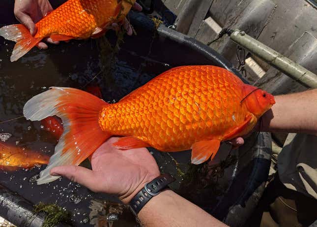Imagen para el artículo titulado Deja de arrojar tus peces dorados en lagos