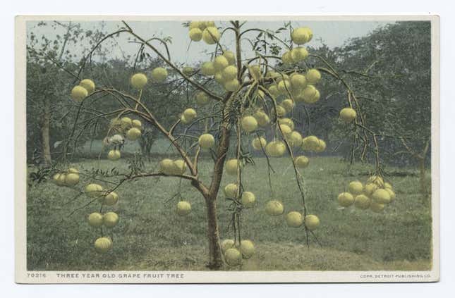 Image for article titled Grapefruit: Born in the USA