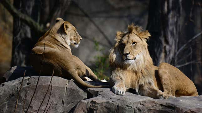 A male and female lion recline together at the Berlin Zoo.