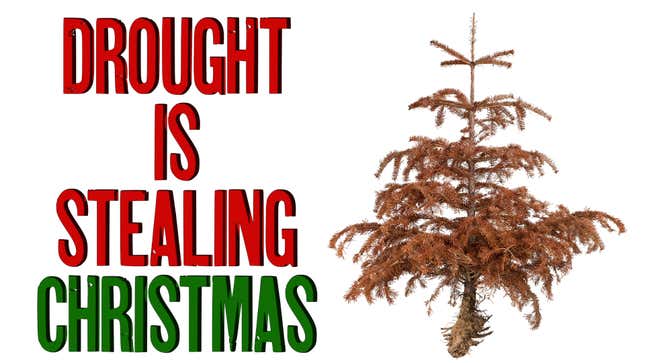 Drought and Christmas Trees | Extreme Earth