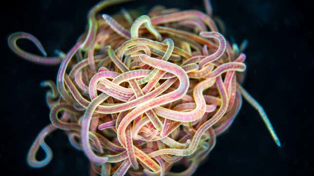 A tangle of California blackworms.