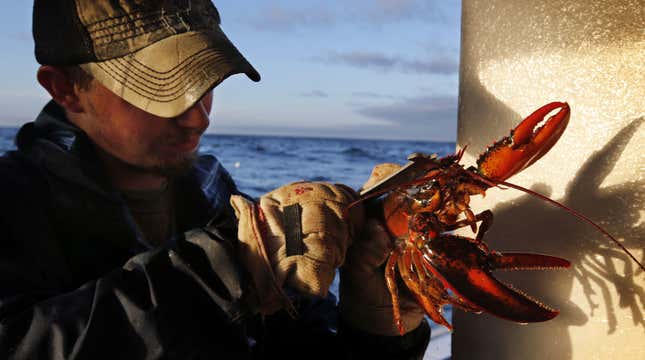 Brandon Demmons measures the carapace, the shell of the lobster, to determine if the crustacean is within the legal size limits while working as a sternman aboard aboard a lobster fishing boat off of Monhegan Island, Maine, Tuesday, July 29, 2014. (AP Photo/Robert F. Bukaty