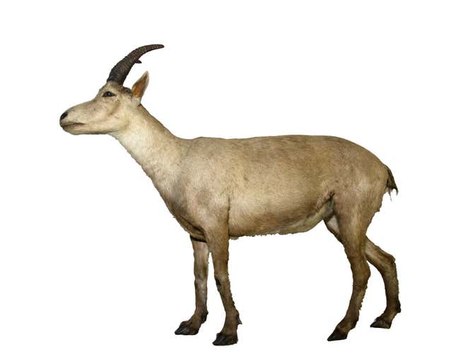 A taxidermy Pyrenean ibex.