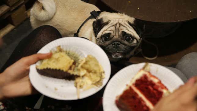 A pug staring up at visitors eating cake at a pop-up Pug Cafe in Brick Lane, east London on October 27, 2017