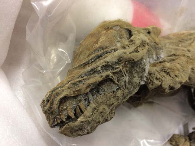 Melting permafrost revealed the wolf mummy.