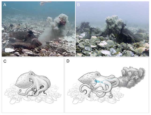 Imagen para el artículo titulado Descubren que las hembras de pulpo arrojan piedras y otros objetos a los machos para mantenerlos a raya