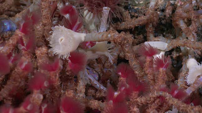 A close-up of tubeworms living on the vent.