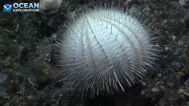 Spiky undersea organism