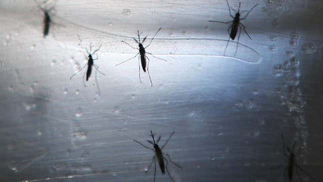 Imagen para el artículo titulado Miles de mosquitos genéticamente modificados se acaban de liberar en Estados Unidos