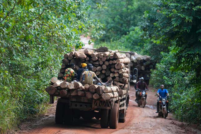 Loggers transport timber inside the Omo Forest Reserve in Nigeria on Wednesday, Aug. 2, 2023. Conservationists say the outer region of Omo Forest Reserve, where logging is allowed, is already heavily deforested. As trees become scarce, loggers are heading deep into the 550-square-kilometer conservation area, which is also under threat from uncontrolled cocoa farming and poaching. (AP Photo/Sunday Alamba)