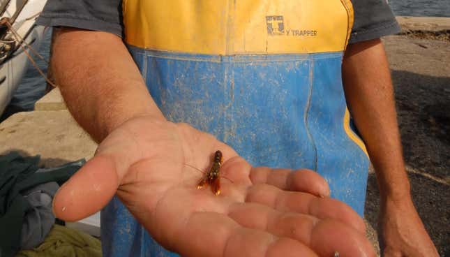 A baby lobster (a.k.a. “young of year”).