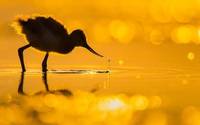 A backlit shorebird chick pulls its beak out of the water.