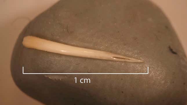 The rattlesnake fang found in the coprolite, or fossilized poop, sample. The venom channel is clearly visible.