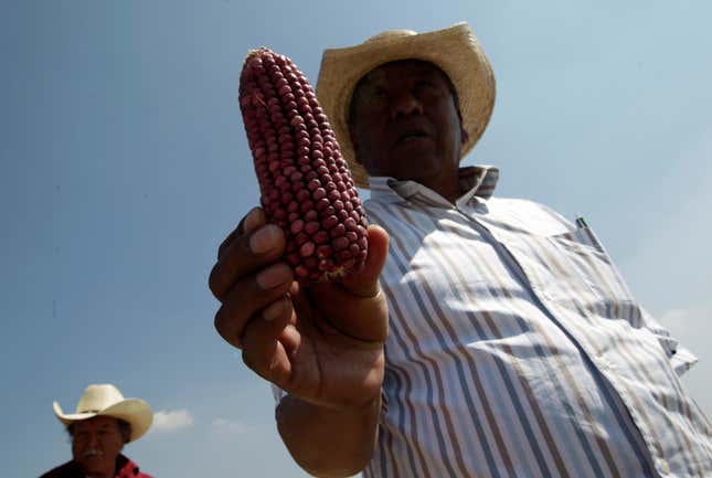 Mexican corn farmer in Otzolotepec.