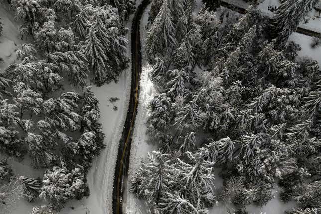 Snow-covered trees are seen along State Route 138 near Hesperia, California on Wednesday, March 1, 2023.