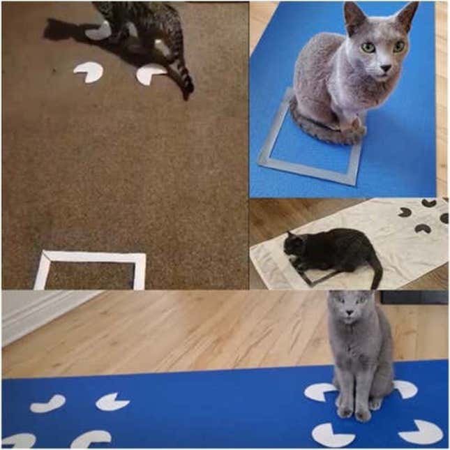Tres de los gatos voluntarios, trabajando duro por la ciencia.