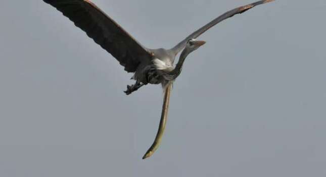Fotografían a una anguila abriéndose paso desde el esófago de una garza en pleno vuelo