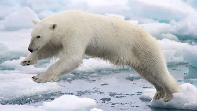 A polar bear jumping between floating chunks of ice.