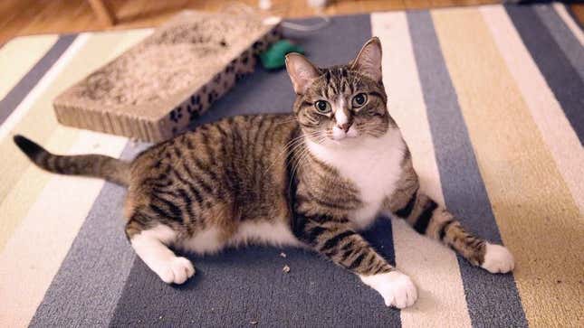 Image for article titled Cat Placed On 5 Minutes’ Half-Assed Observation After Possibly Ingesting Plastic Thing