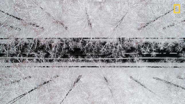 An aerial shot of Metasequoia trees.