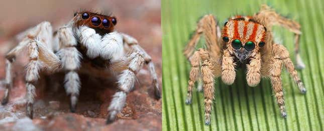 Descubren En Australia Nuevas Especies De Espectaculares Arañas