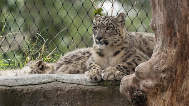 Snow leopards seen at the Melbourne Zoo on June 01, 2020 in Melbourne, Australia.