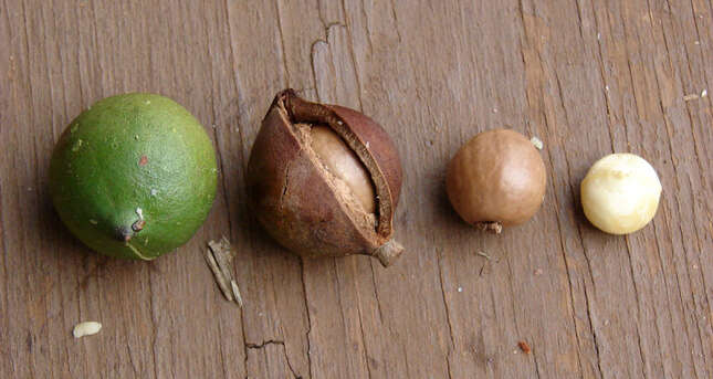 Diferentes fases de maduración de la nuez de Macadamia.