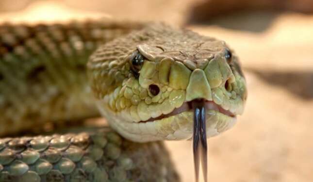 Imagen para el artículo titulado Logran cultivar glándulas de veneno de serpiente en el laboratorio, una revolucionaria vía contra las mordeduras