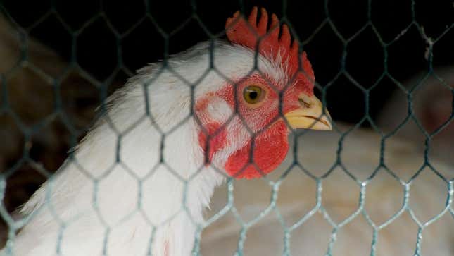 Chicken seen through wire cage