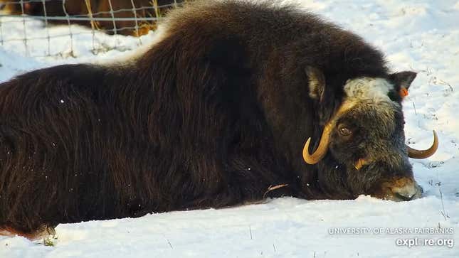 A 3-year-old female muskox lies in the snow.