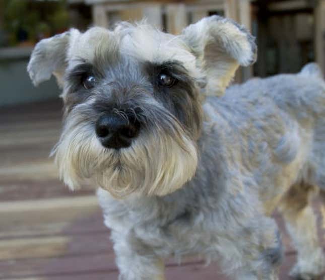 Como raza, los schnauzers miniatura tendían a ser los más agresivos con los extraños.