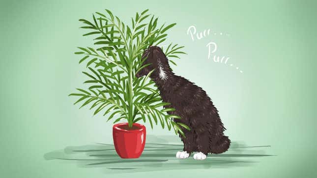 Image for article titled 8 Low-Maintenance, Pet-Safe Houseplants Anyone Can Grow