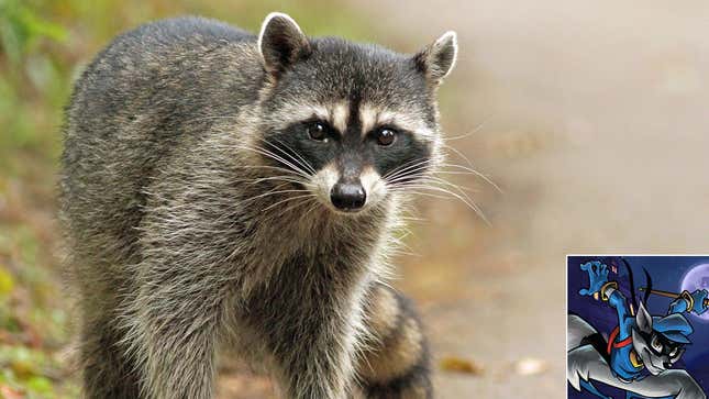 Image for article titled Celebrity Sighting! The Raccoon Sly Cooper Was Based On Just Made A Public Appearance For The First Time In Years To Bite A Child