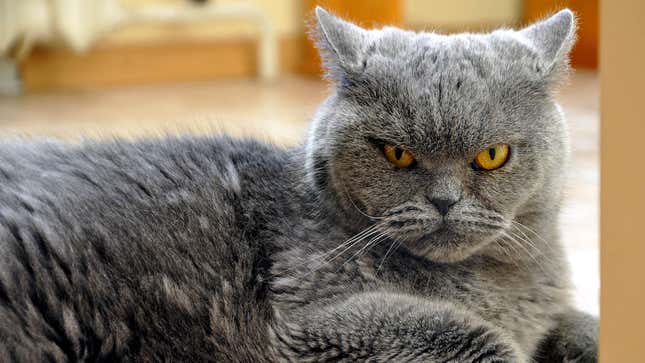 Image for article titled Things All Cats Do That Prove They Are Psychopaths