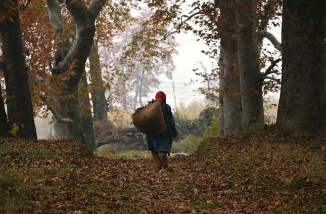 A woman carries a bag of chinar leaves. Kashmiris collect the fallen leaves in autumn to make charcoal for use during winters.