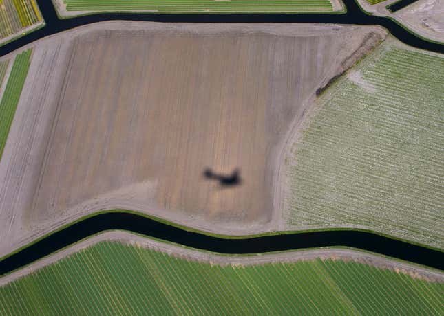 Image for article titled Photos: Fields of flowers look like modern art from above