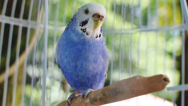 Image for article titled Parakeet Unaware Its Companionship The Only Thing Stopping Man From Committing One Of Bloodiest Acts In American History