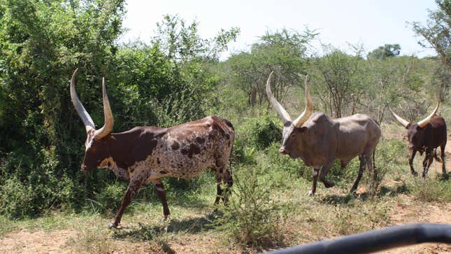 Three ankole-cows in Uganda.