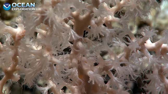 screenshot of octocoral