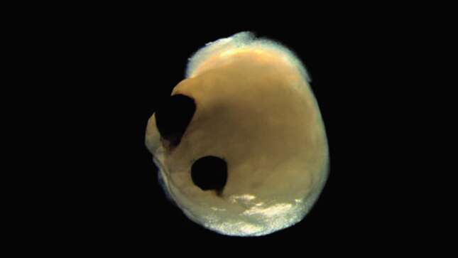 Crean en un laboratorio un organoide similar a un cerebro que desarrolló sus propios ojos