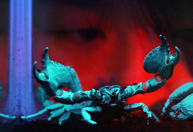 Scorpions fluoresce under ultraviolet light and can handle large doses of radiation.