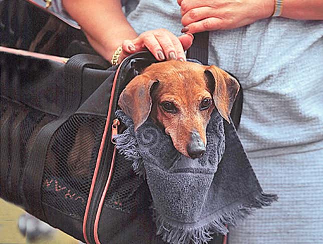 Image for article titled Dog In Purse Stares Longingly At Dog In Yard